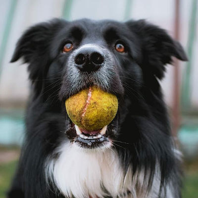 Why Do Dogs Love Tennis Balls? A Hounds Hidden Obsession
