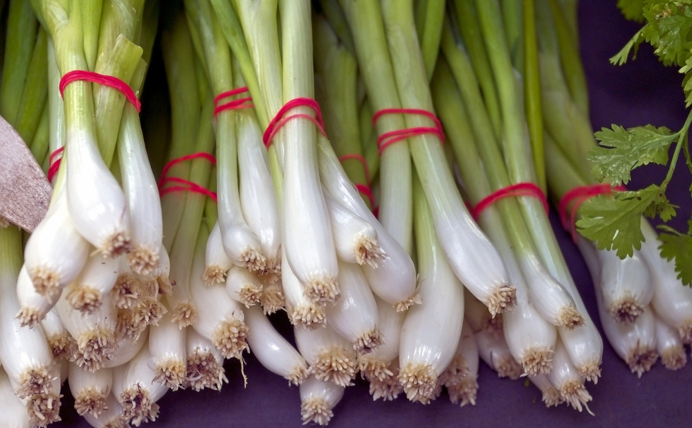Green Onions: The Tasty Twist to Boost Your Health and Create Delicious Dishes
