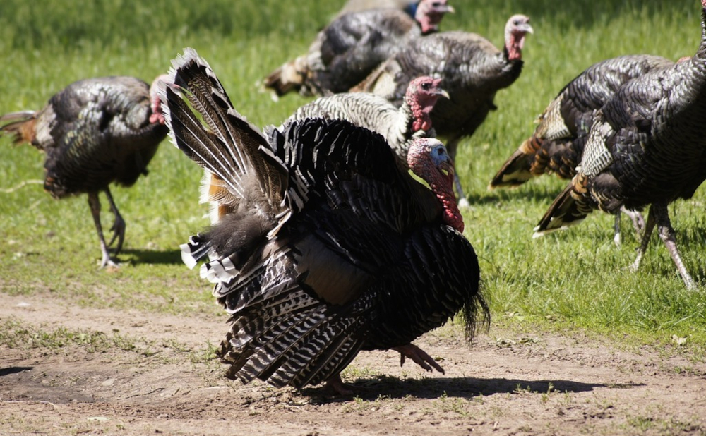 How much should you expect to pay for a turkey this Thanksgiving?